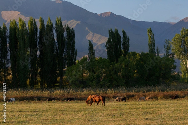 Obraz horses in the mountains