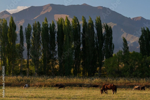 Obraz horses in the mountains