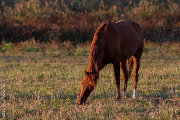 Obraz horse and foal