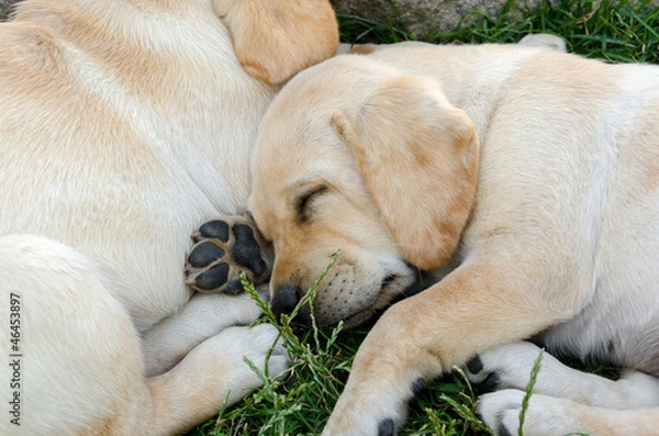 Obraz cucciolo di labrador che dorme sull'erba