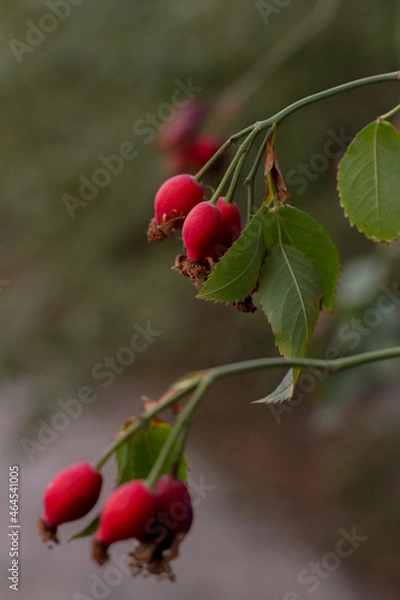 Obraz red rose hips