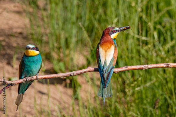 Obraz Guêpier d'Europe