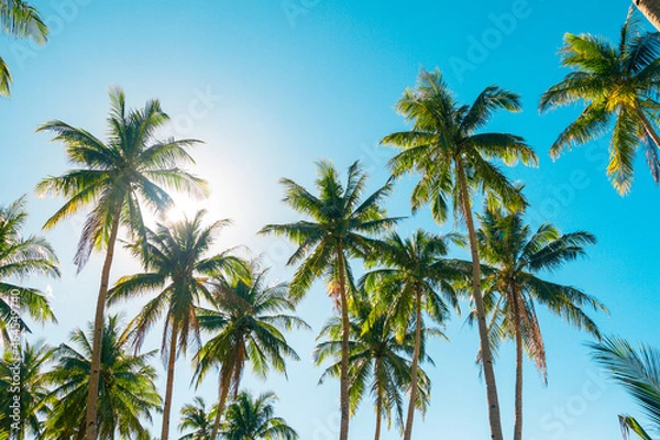 Obraz A forest of palm trees