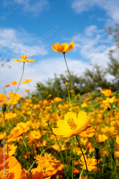 Fototapeta 노랑코스모스