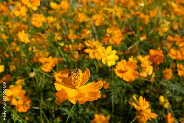 Fototapeta 코스모스꽃 위에 앉은 꿀벌