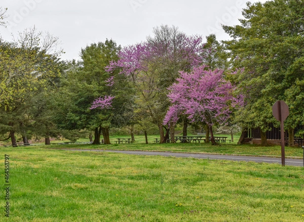 Fototapeta Fort Hunt, Virginia, USA - April 14, 2021: Picnic Tables Sit Under Eastern Red Bud Trees and Next to a Large Picnic Pavilion at Fort Hunt Park