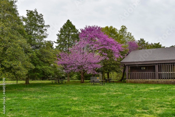Fototapeta Fort Hunt, Virginia, USA - April 14, 2021: Picnic Tables Sit Under Eastern Red Bud Trees and Next to a Large Picnic Pavilion at Fort Hunt Park