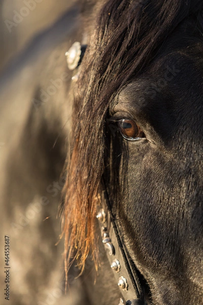 Fototapeta Portrait of a beautiful Karachay black stallion in the bright sun. Long mane and national harness bridle on the horse's head. Eyes close up