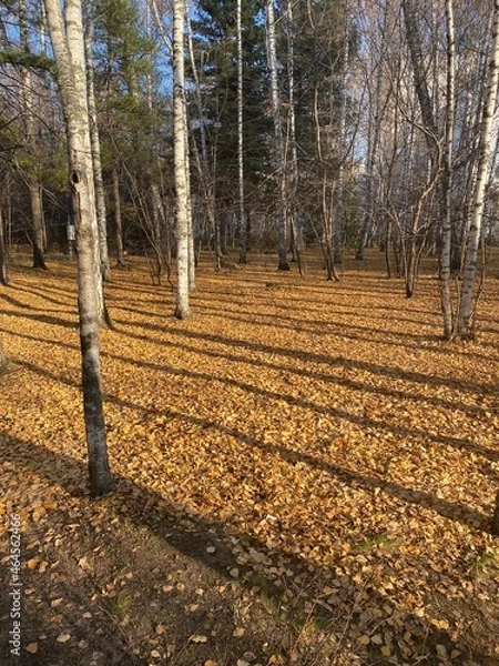 Obraz autumn in the forest
