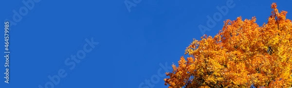 Fototapeta Tree on the sides. Fall landscape. Yellow - orange maple top on blue sky background in sunny day. Natural vivid autumn mood. Latvia nature.