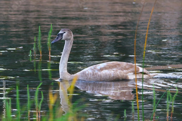 Obraz Portrait of a young swan. An adult chick.