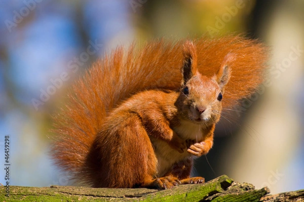 Obraz Red squirrel - Sciurus vulgaris