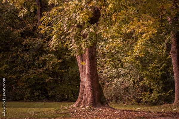 Fototapeta Herbst in der Stadft 