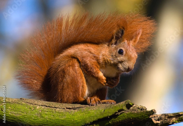 Obraz Red squirrel - Sciurus vulgaris