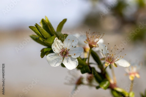 Fototapeta cherry blossoms in the sun