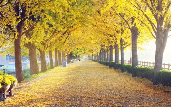 Fototapeta 화려한 은행나무 길