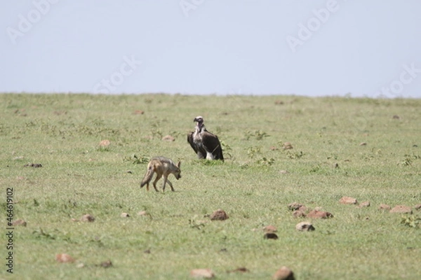 Obraz アフリカマサイのハゲタカとジャッカルとハイエナ