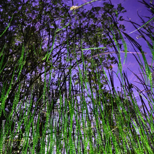 Fototapeta Reflection of willow in the lake.