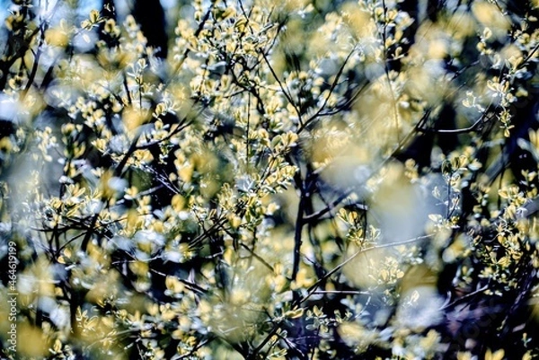 Fototapeta Background, flowers and branches, blurry.