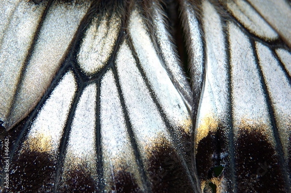 Obraz detail d'aile de papillon