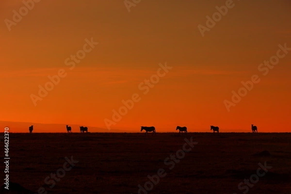 Obraz アフリカマサイの夕日