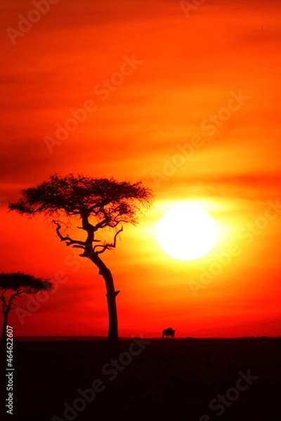 Obraz アフリカマサイの夕日