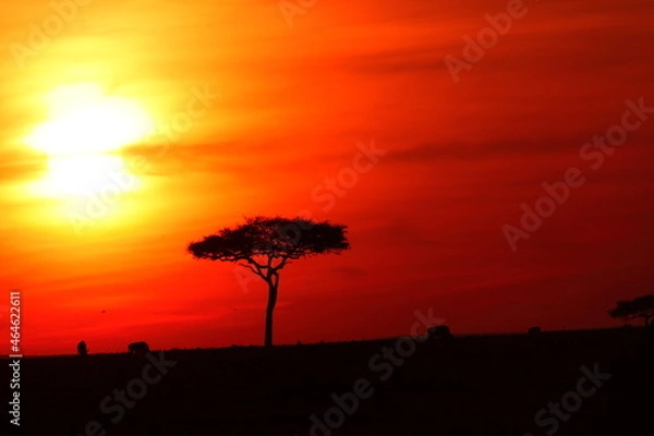 Obraz アフリカマサイの夕日