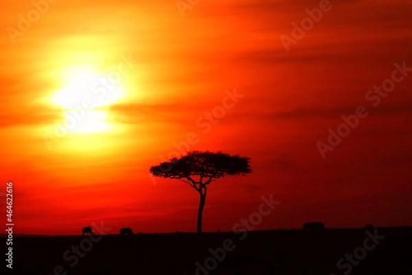 Obraz アフリカマサイの夕日
