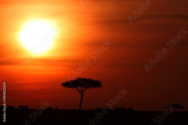 Obraz アフリカマサイの夕日