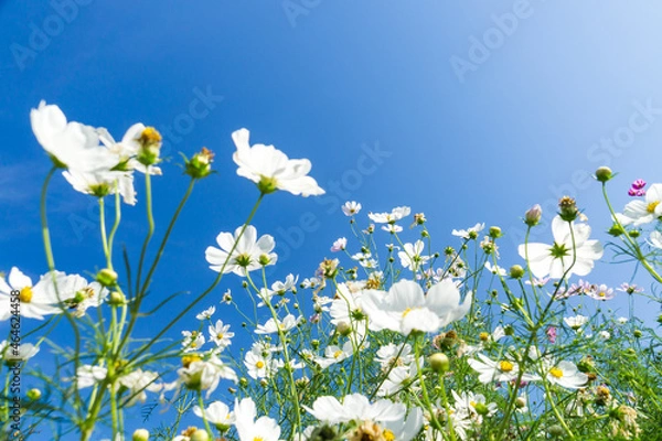 Obraz 秋のコスモス