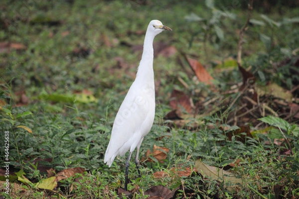 Obraz white heron ardea cinerea