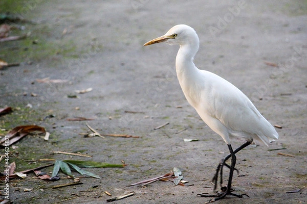 Obraz great white heron