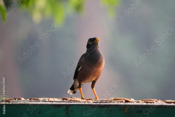 Fototapeta red winged blackbird