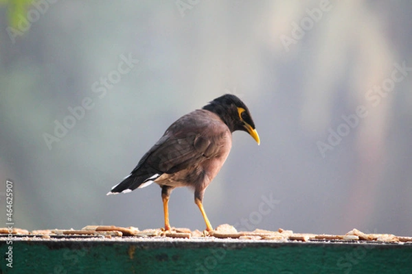 Obraz red winged blackbird