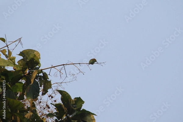 Fototapeta bird on a tree
