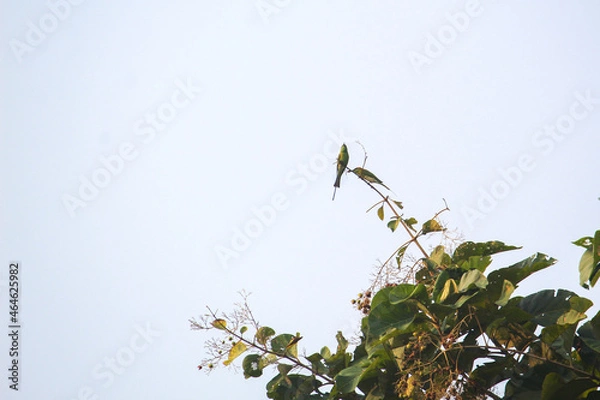 Fototapeta bird on a tree