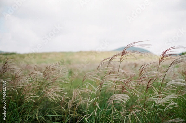 Obraz grass