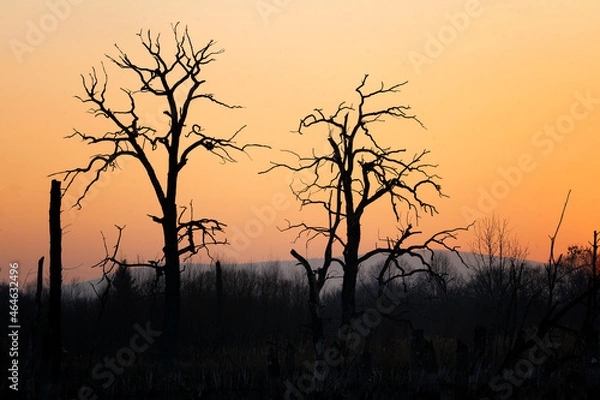 Obraz trees during a beautiful red sunset