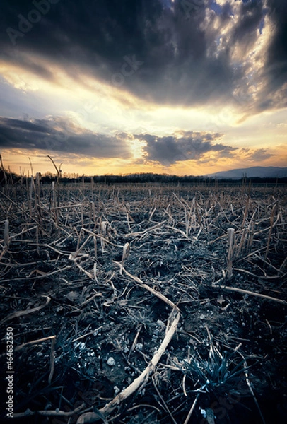 Obraz dark place in the field