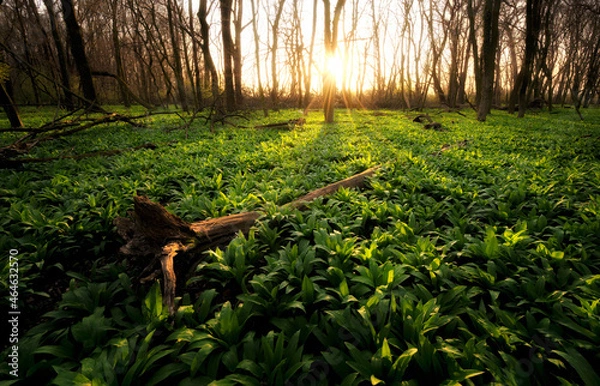 Obraz wild forest at spring sunset 