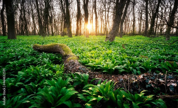 Obraz wild forest at spring sunset 