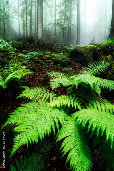 Obraz wild forest in the fog