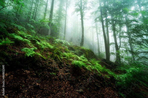 Obraz wild forest in the fog
