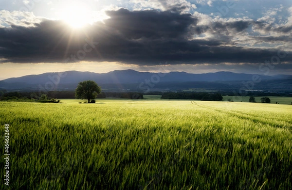 Obraz Field with grain in spring 