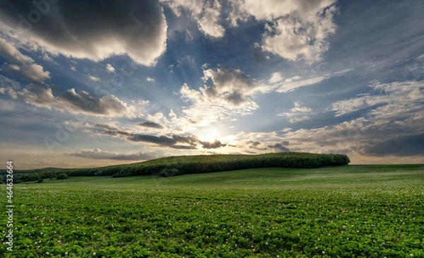 Obraz meadow in the spring sunset