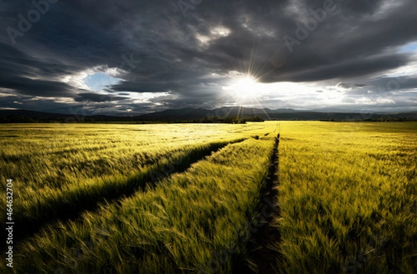 Obraz Field with grain in summer