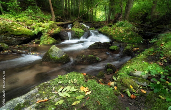 Obraz autumn forest and wild stream