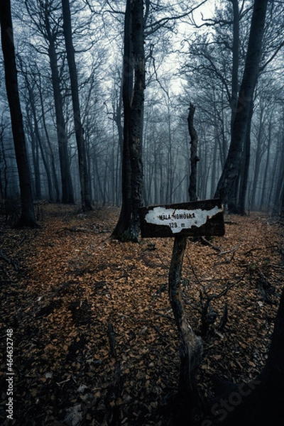 Obraz dark place in the forest
