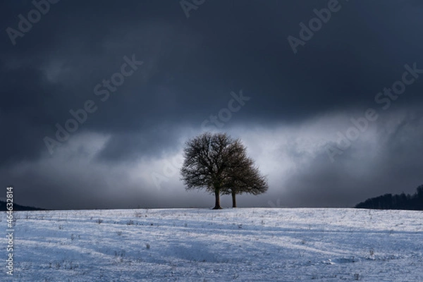 Fototapeta tree in bad weather in winter