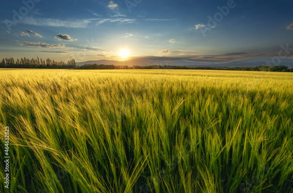 Obraz Field with grain in summer